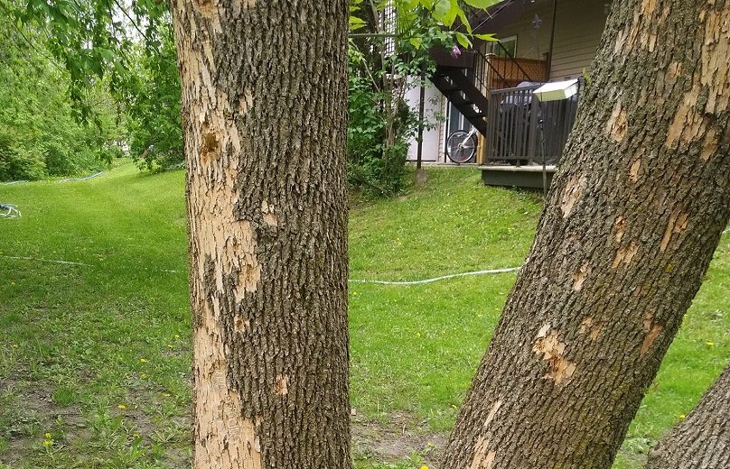 ecorce arbre agrile du frene photo via Ville Vaudreuil-Dorion