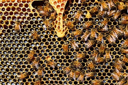abeilles ruche miel insectes pollinasateurs photo PollyDot via Pixabay et INFOSuroit