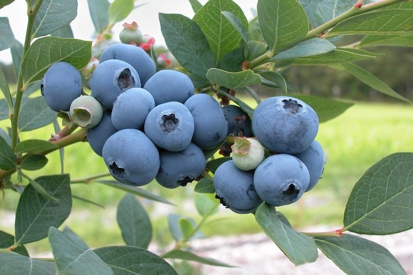 bleuets petits fruits arbre cueillette photo Skeeze via Pixabay et INFOSuroit