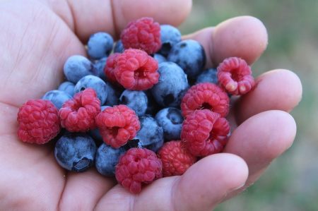 cueillette framboises et bleuets photo Alicja via Pixabay et INFOSuroit_com