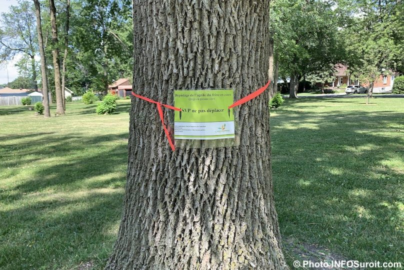 frene arbre parc Paquette a Valleyfield depistage Agrile du frene photo INFOSuroit