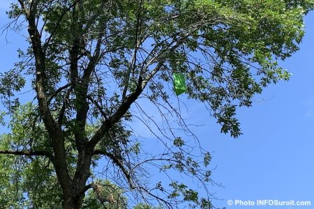 piege a insectes agrile du frene arbre parc Valleyfield photo INFOSuroit