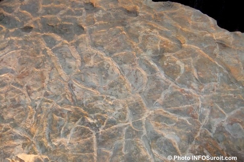 traces de specimens sur pierre paleontologie Pointe-du-Buisson musee archeo photo INFOSuroit