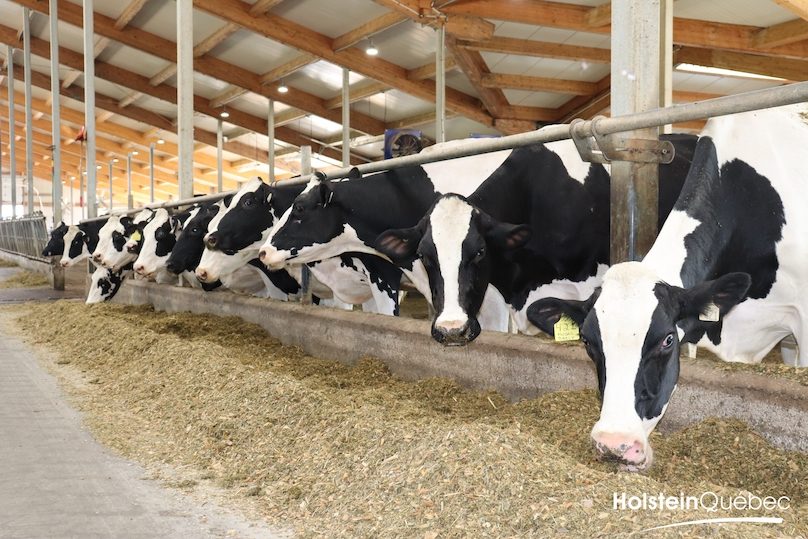 75e pique-nique annuel Hosltein Quebec a Ferme Nieuwenhof a Dundee vaches photo via Coop