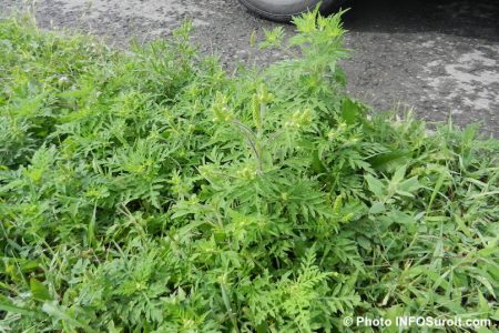 Herbe a poux bordure de route asphalte photo INFOSuroit