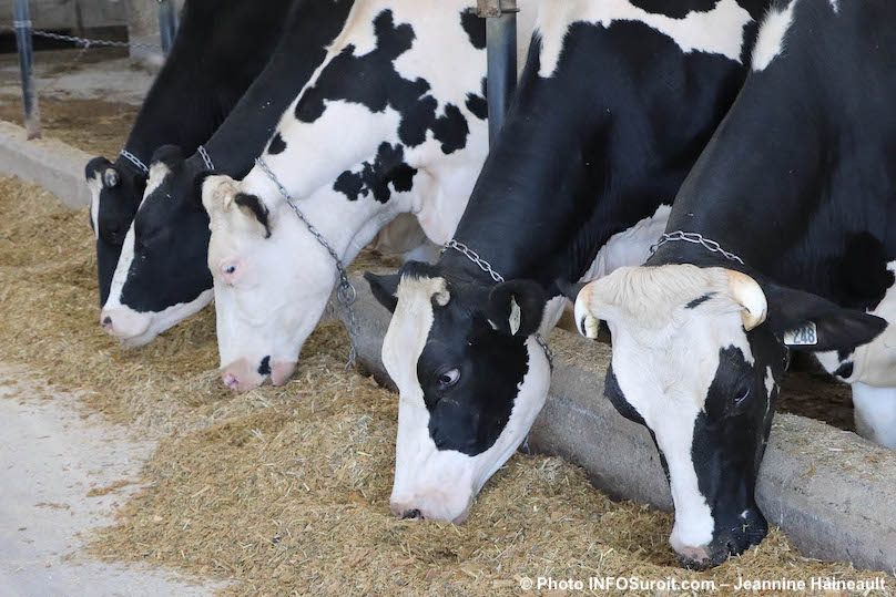 vache agriculture production laitiere aout2019 photo JH INFOSuroit