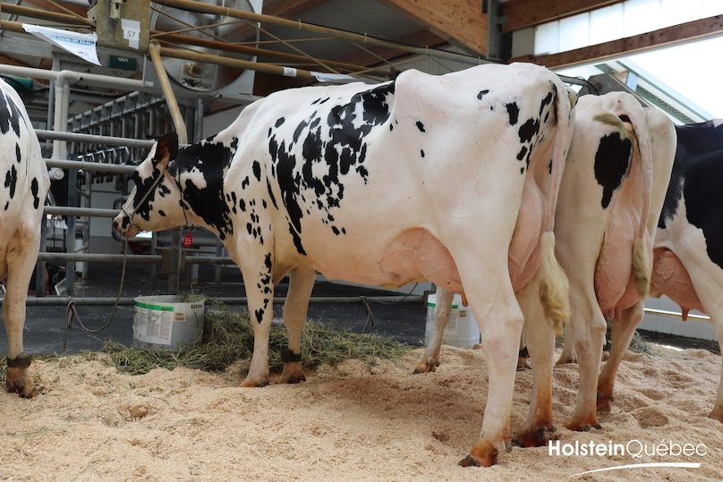 vaches ferme Nieuwenhof pique-nique annuel 2019 Hosltein Quebec photo via Coop