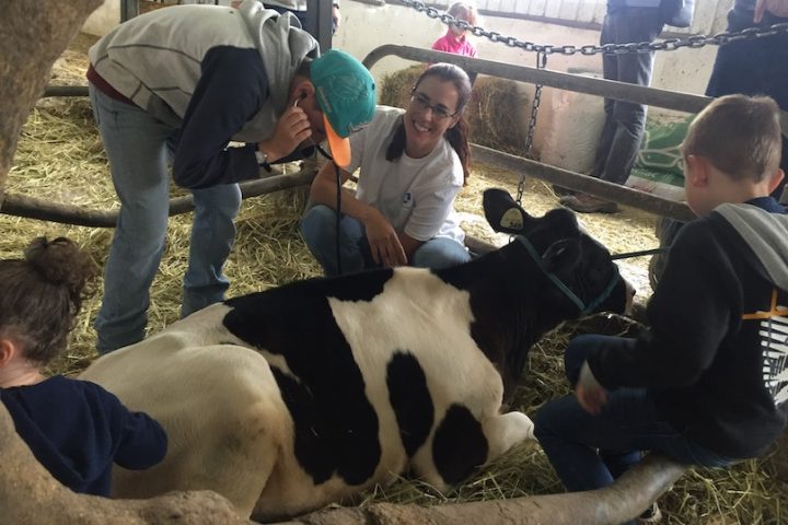 Coteau-du-Lac Ferme Isabelle vache visiteurs portes ouvertes sur fermes photo UPA