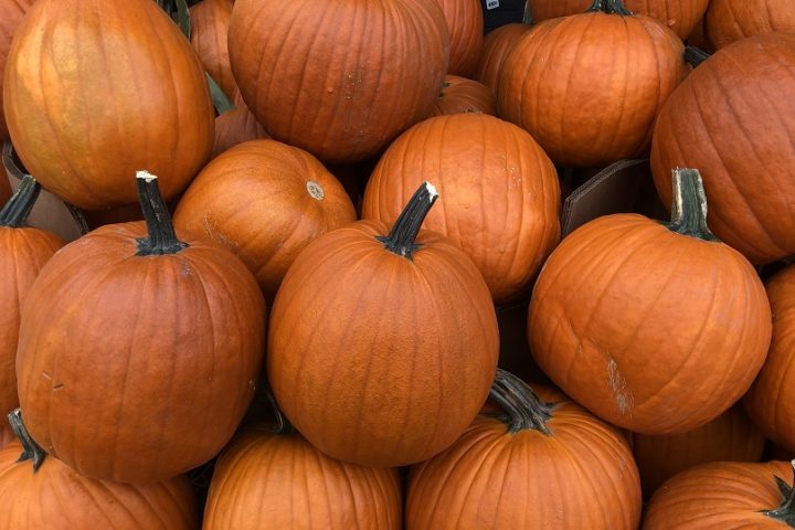 Automne citrouilles Ville de Valleyfield photo courtoisie Ville de Valleyfield