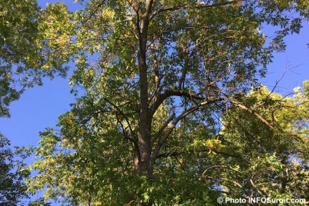 arbre malade frene parc Paquette Valleyfield sept2016 photo INFOSuroit