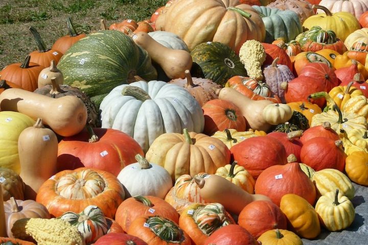 citrouilles butternut courges potirons photo STHeaker via Pixabay et INFOSuroit