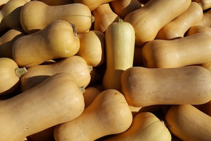 citrouilles potirons courges butternut photo JoBanana via Pixabay et INFOSuroit