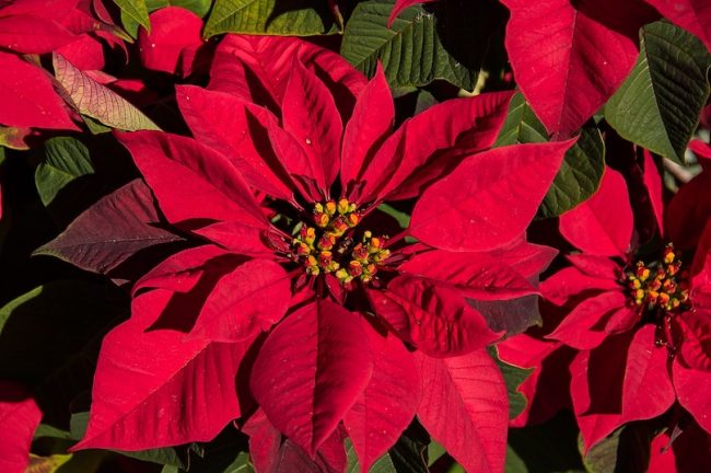 poinsettias fleurs temps des fetes Noel photo Sandid via Pixabay et INFOSuroit