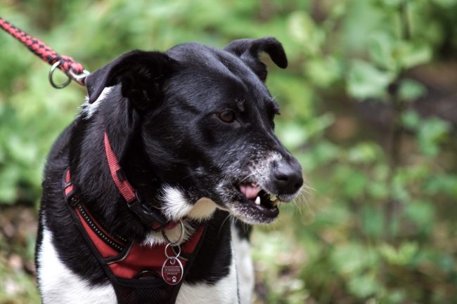 Priorité sécurité Nouvelle réglementation sur les chiens