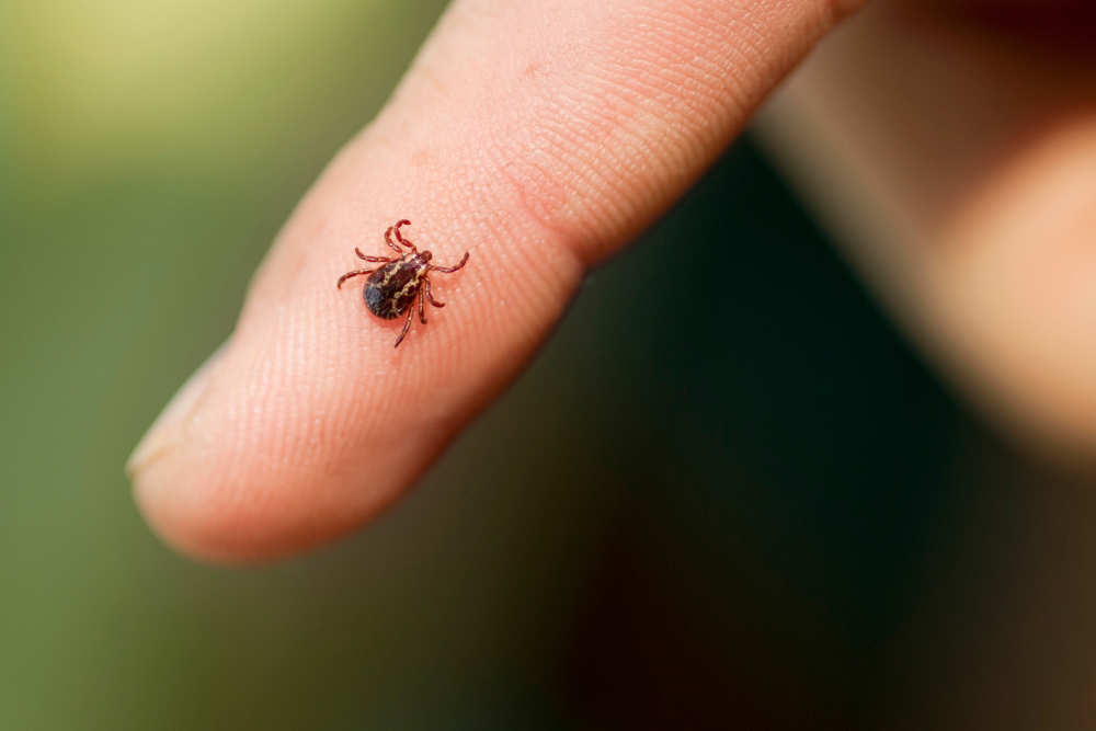 Keep ticks away to protect yourself from Lyme disease